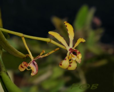 Renantherella histrionica