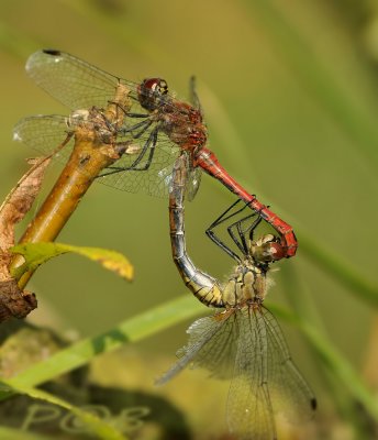 Sanguineum wiel, uitgekleurd