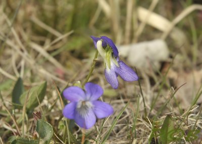 Zandviooltje lichte vorm, P.W.N. duinen Castricum