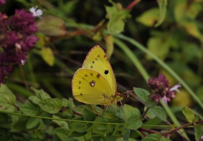 Zuidelijke luzernevlinder, Colias alfacariensis, Kaiserstuhl