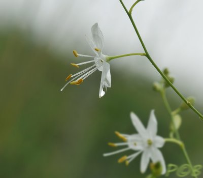 Grasleli, anthericum lilago, Zuid Limburg