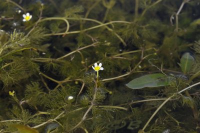 Fijne waterranokel PWN duinen, Ranunculus aquatilis ssp. diffusus, geen drijvend blad en bloemblaadjes overlappen elkaar niet