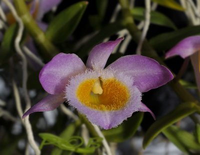 Dendrobium loddigesii