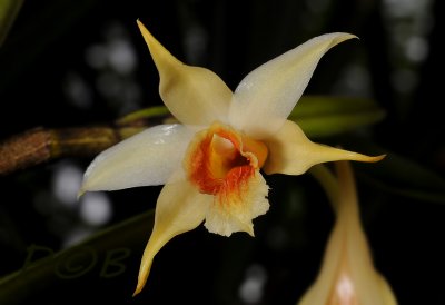 Dendrobium cariniferum, niet de wilde maar een selectie product.