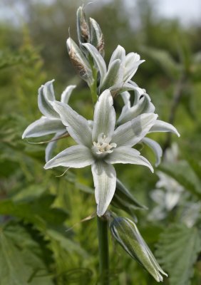 Ornithogalum nutans