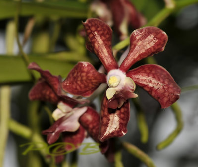 Vanda bensonii, dark variety