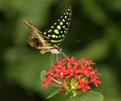 Tailed Jay