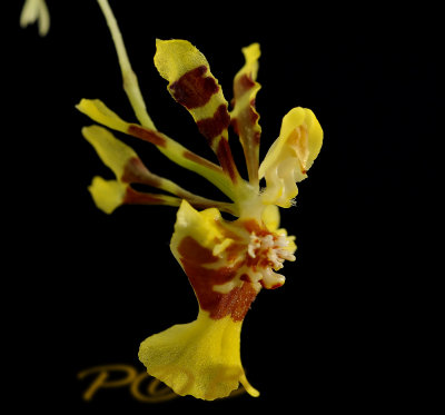 Oncidium section Heterantha