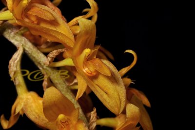 Bulbophyllum neilgherrene, flowers about 1 cm