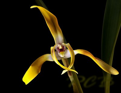 Maxillaria luteograndiflora