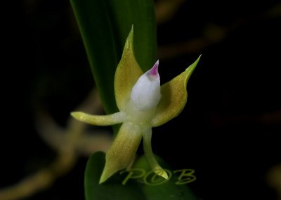 Encyclia pygmaea,1 cm