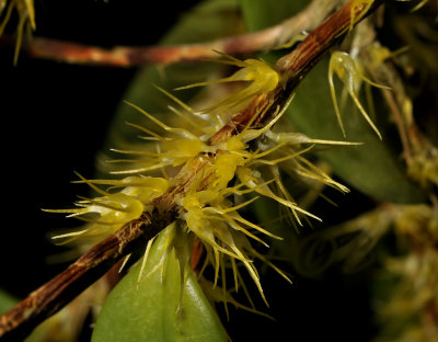 Bulbophyllum sp. flowers 8 mm