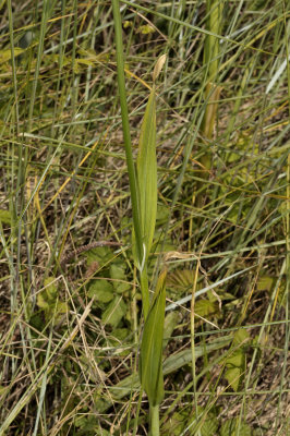 Blad slangenlook, Allium scorodoprasum, P.W.N. duinen