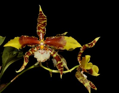 Rossioglossum grande, flower 15 cm across