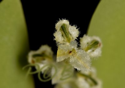 Ornithocephalus gladiatus, flowers 3 mm