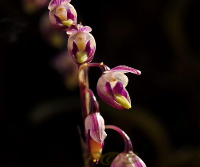 Bulbophyllum minutius