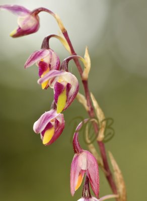 Bulbophyllum minutius, flowers 1 cm