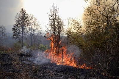  de Birmezen en Laotianen branden in de droge tijd het bos plat om suikerriet te verbouwen
