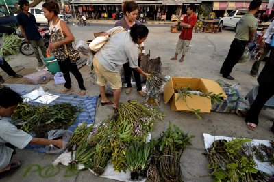 Uit Birma en Laos geroofde planten 5 euro per kilo (candid picture)