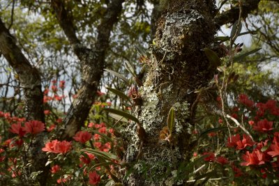 Bulbophyllum spathulatum, habitat on Lithocarpus truncatus, red flowers are Rhododendron simsii