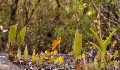 Bulbophyllum dickasonii