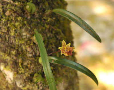 Bulbophyllum capillipes