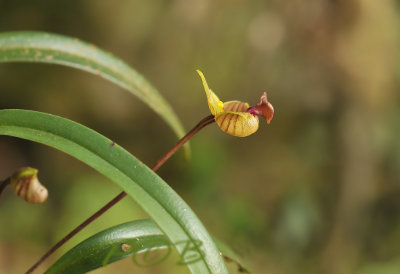 Bulbophyllum capillipes