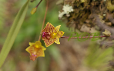 Bulbophyllum capillipes, flowers about 1 cm across