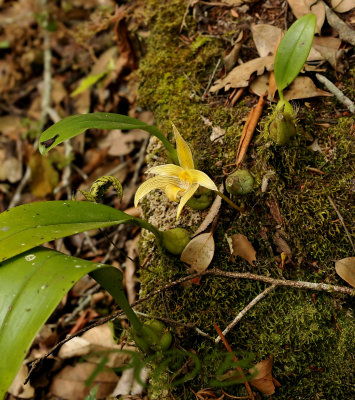 Bulbophyllum siamense