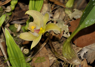 Bulbophyllum lobbii var. siamense, 1500 mtr. 19 cel. 50 %  day - 11 cel. 75 % at night