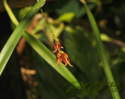 Bulbophyllum rufinum red variety