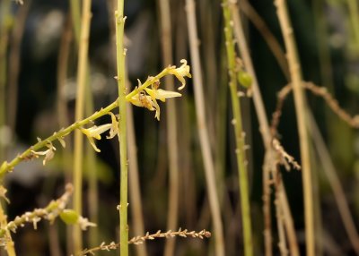 Bulbophyllum suavissimum