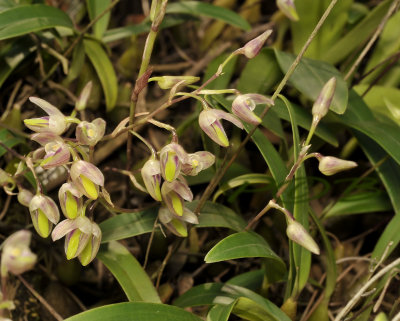 Bulbophyllum minutius, pale
