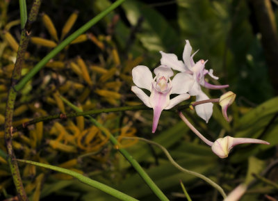 Papilionanthe biswasiana