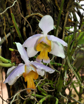 Papilionanthe teres, picture taken in Laos