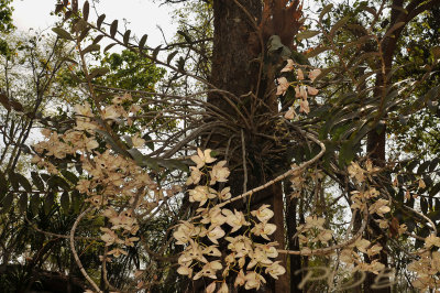 Dendrobium pulchellum, plant 1  mtr. across