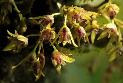 Dendrobium proteranthum, flowers 5 or 6 mm, 20 celcius hum. 55 % 1450 mtr. -  Night 11 cel. 70 %