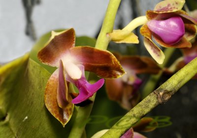 Phalaenopsis hygrochila var. marriottiana, Laos