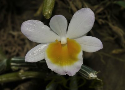Dendrobium crepidatum, semi alba