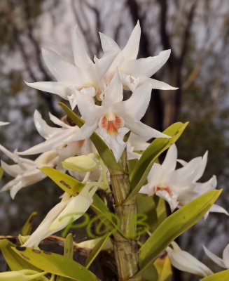 Dendrobium draconis