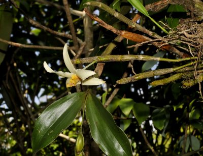 Dendrobium heterocarpum