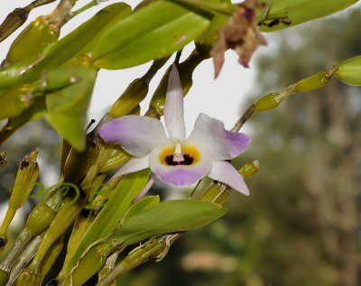 Dendrobium findlayanum oculatum