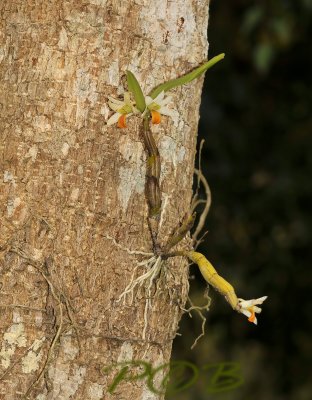 Dendrobium scabrilinque
