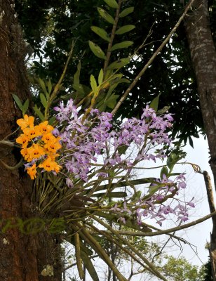 Dendrobium nobile and Dendr. fimbriatum