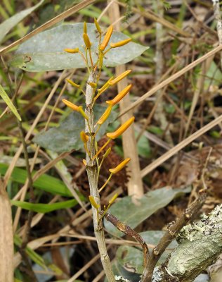 Dendrodium seidenfadenii (dickasonii)