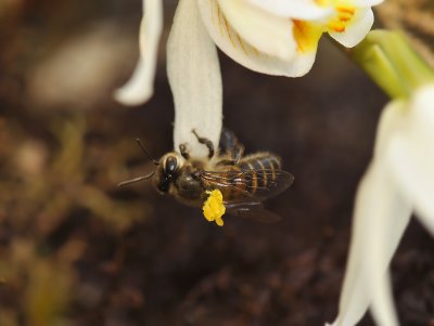 Pollinator lactea, close,  Sorry no time to focus