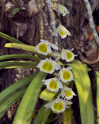 Dendrobium gratiotissimum var. alba, Birma, natural light no flash