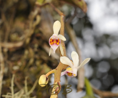 Diplopora truncata, flower 1  cm