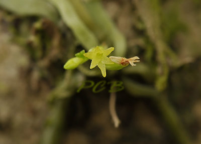 Taeniophyllum glandulosum