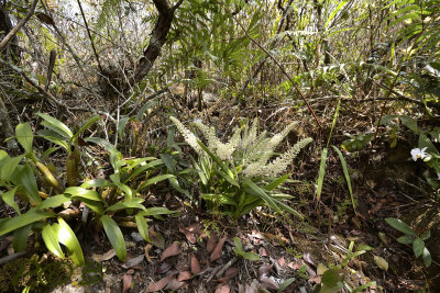 Eria paniculata, Lithocarpus forest